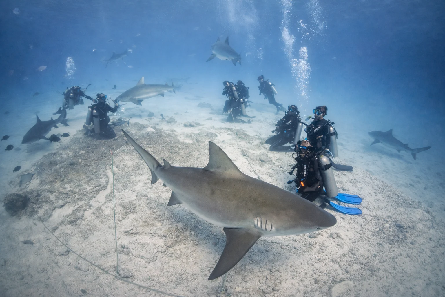 Bull shark in clear Caribbean water off Playa del Carmen
