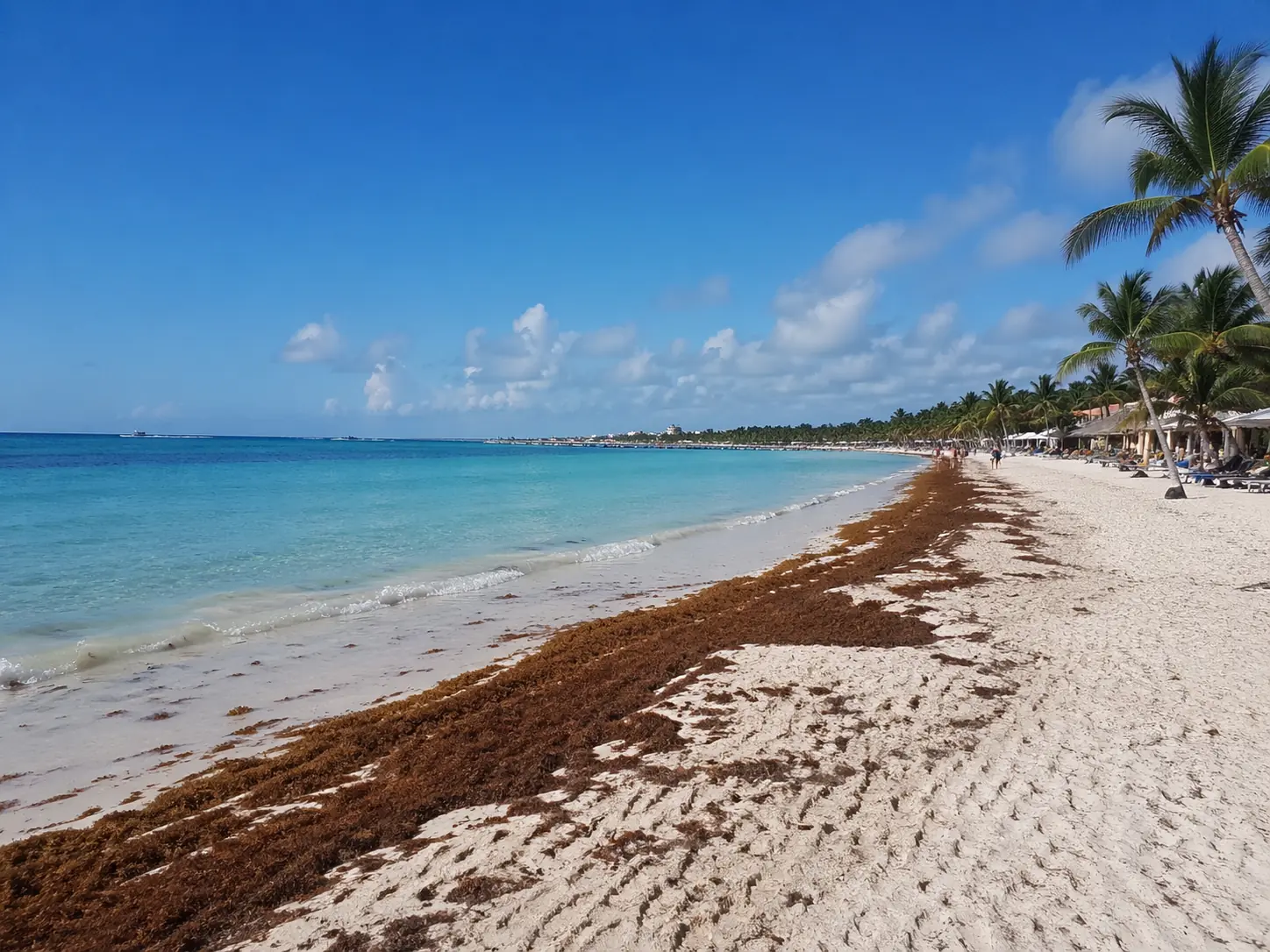 Sargassum season beach conditions in the Riviera Maya